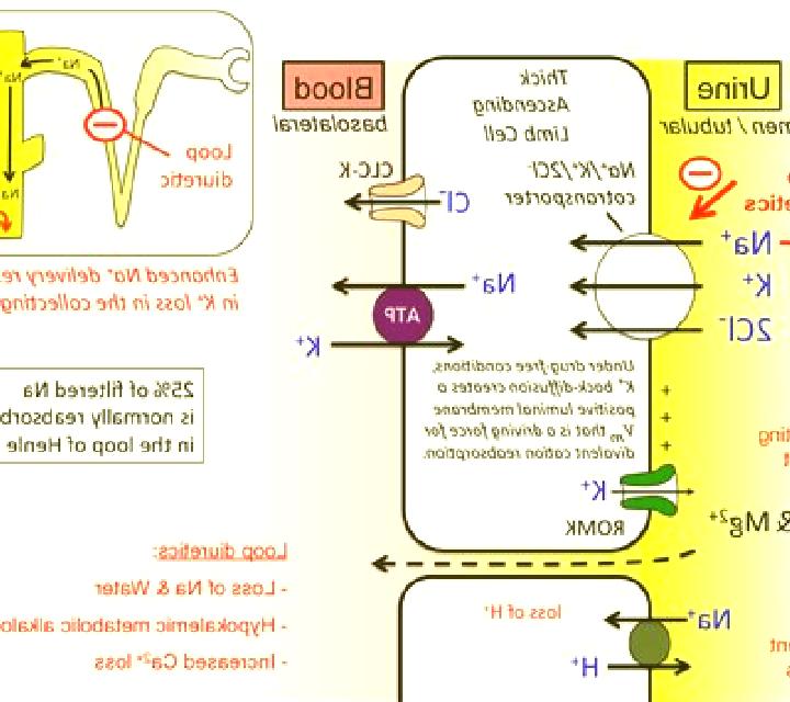 Lasix why is lasix called a loop diuretic pharmacy