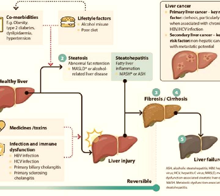 Prednisolone does prednisolone affect liver medication