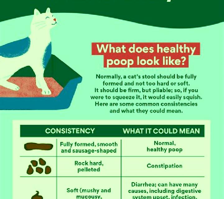 Prednisolone does prednisolone cause constipation in cats tablet