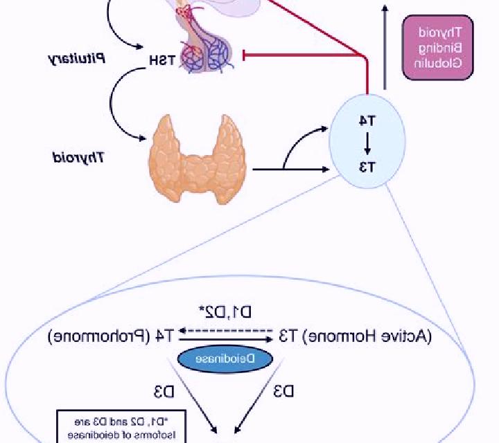 Prednisolone effect of prednisolone on thyroid function medication