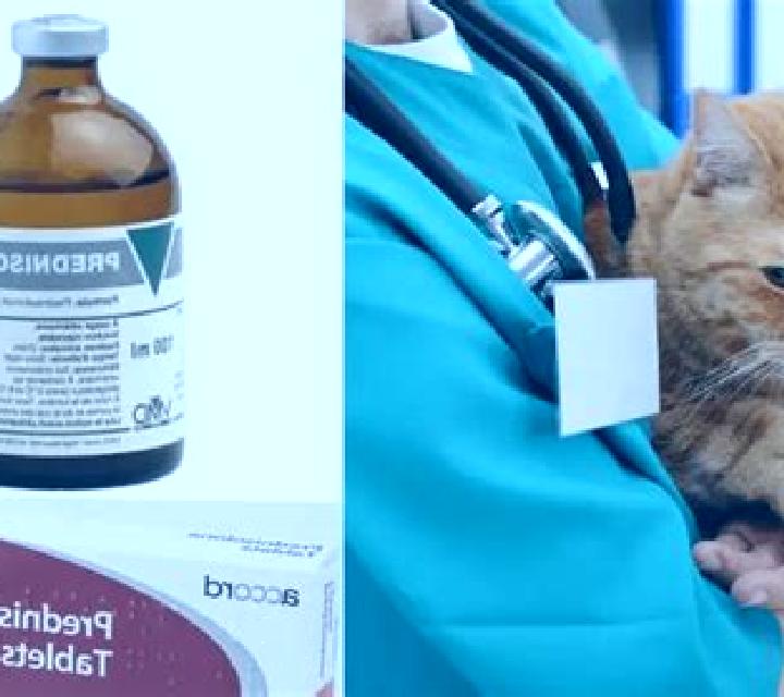 Prednisolone ending prednisolone cat tablet