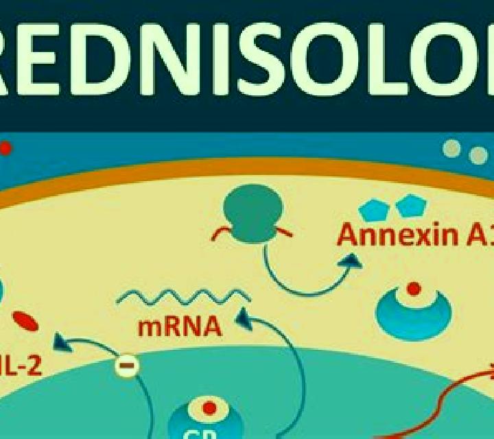Prednisolone how prednisolone effects itp pharmacy