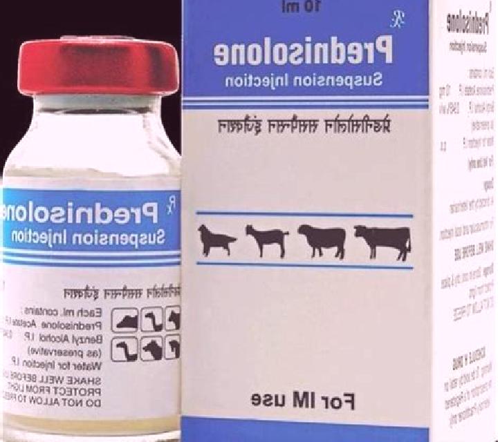 Prednisolone prednisolone veterinary dosage forms medication