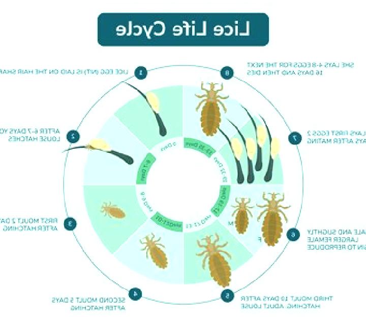 Stromectol stromectol for lice how does it work pharmacy