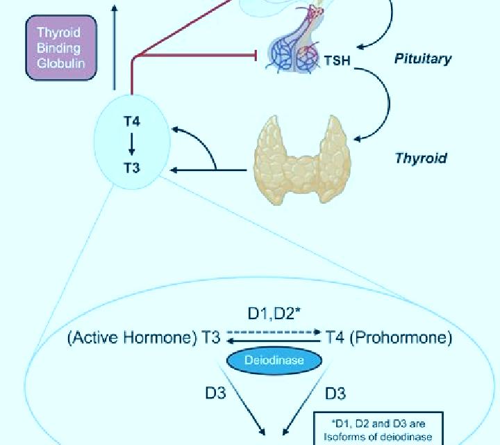 Thyroid physiological system